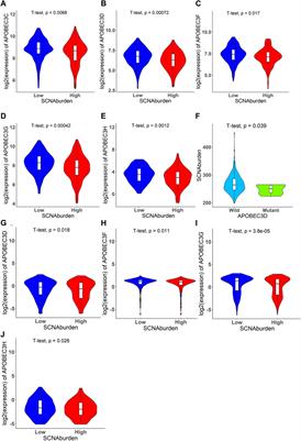 DNA cytosine deamination is associated with recurrent Somatic Copy Number Alterations in stomach adenocarcinoma